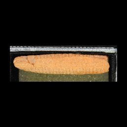 RTI (left edge)