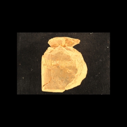 RTI (reverse)
