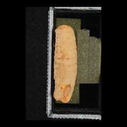 RTI (right edge)