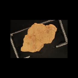 RTI (obverse)