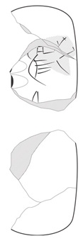 Lineart