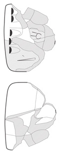 Lineart