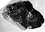 Artifact photograph