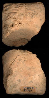 Photo (detail)
