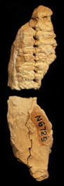 Photo (envelope)